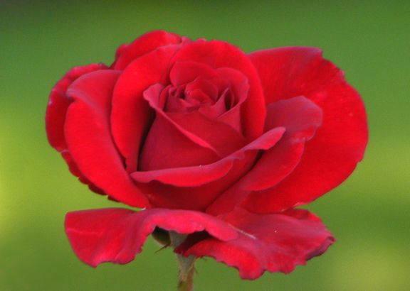 Veterans Honor photo vh2012_06150045_zps3d3b37fc.jpg